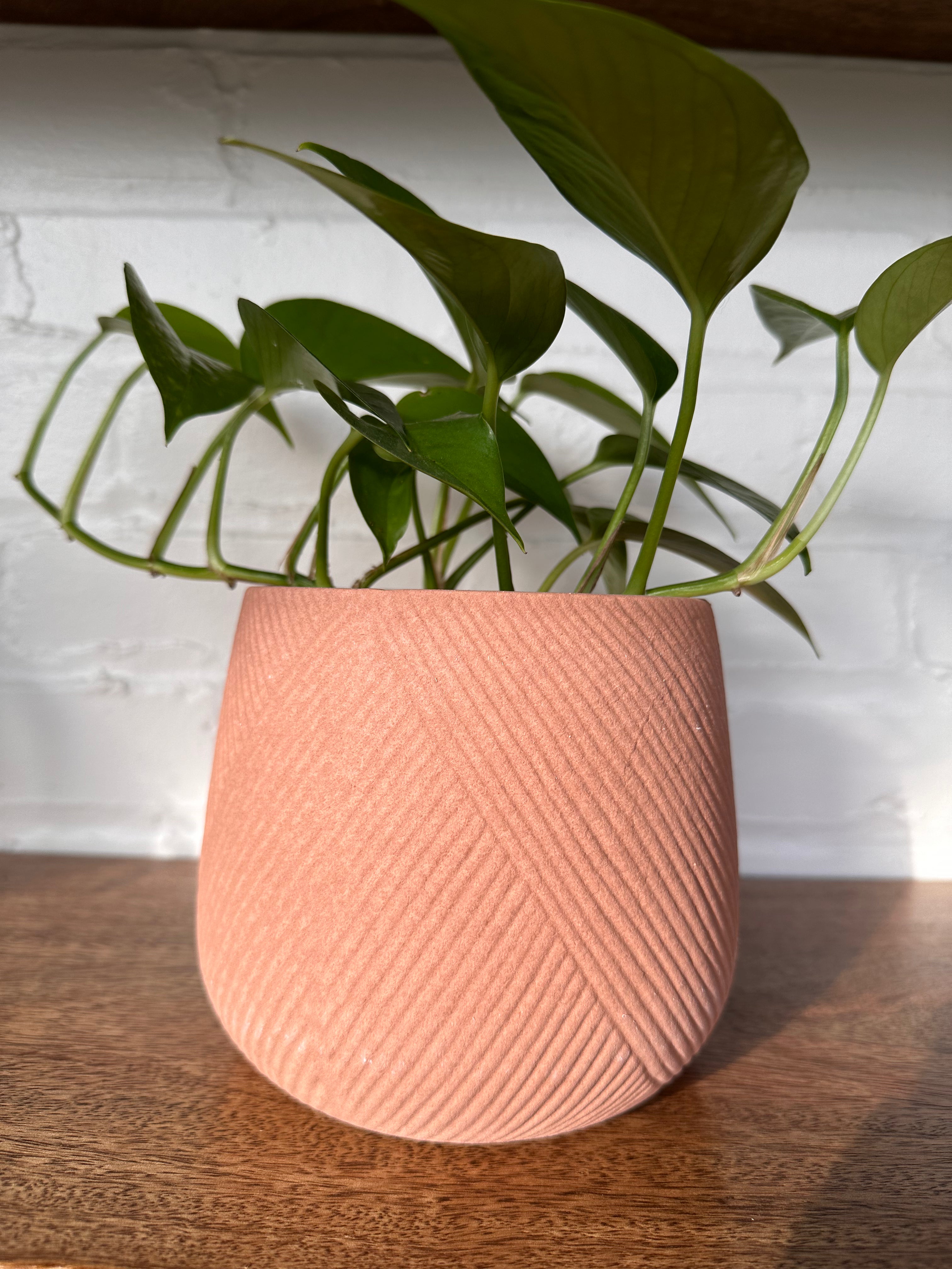 engraved terracotta plant pots Engraved Terracotta Planter – VinBohême