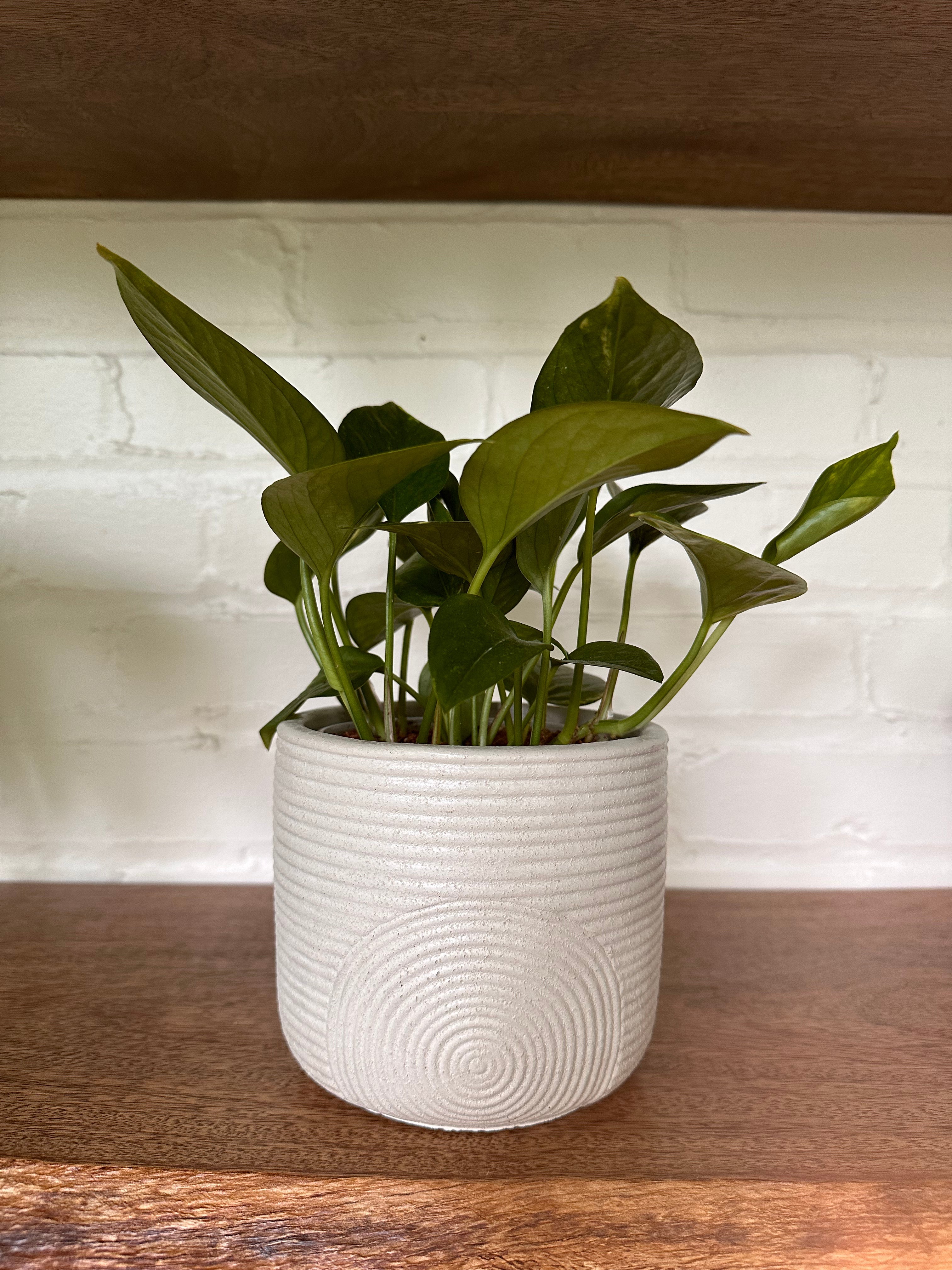boho pot planter Boho Planter + Plant